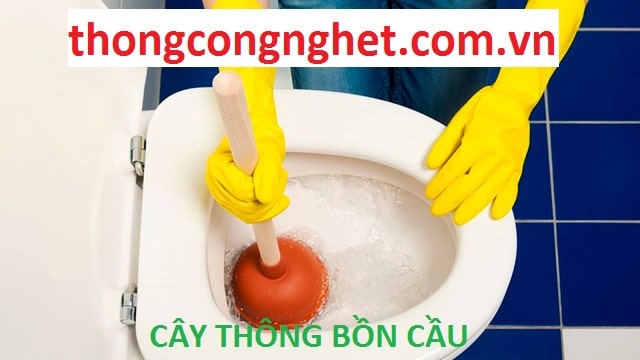 cây thông bồn cầu